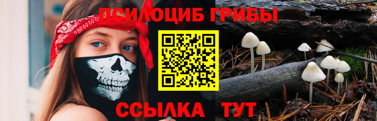 Псилоцибиновые грибы Psilocybine cubensis Сызрань